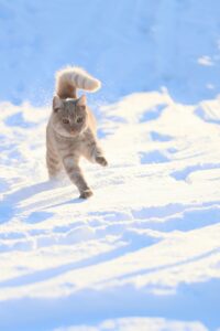 単身引越しを格安で実現するためのプランは？