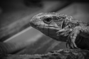 一人暮らしの引越しにおすすめの格安業者は？