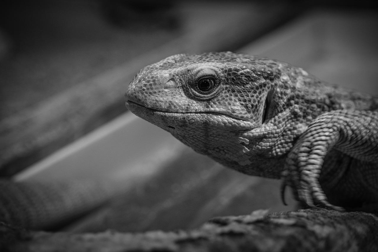 一人暮らしの引越しにおすすめの格安業者は？