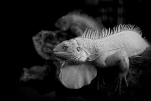 引越しを土日に行うと割高になるのを回避する方法は？