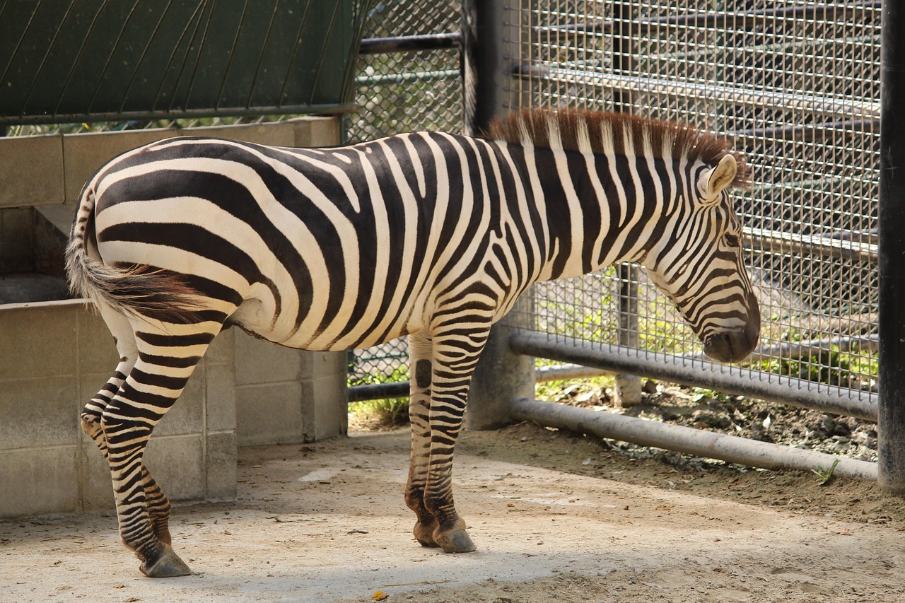 福岡での引越し時に利用したい粗大ゴミ回収の方法は？