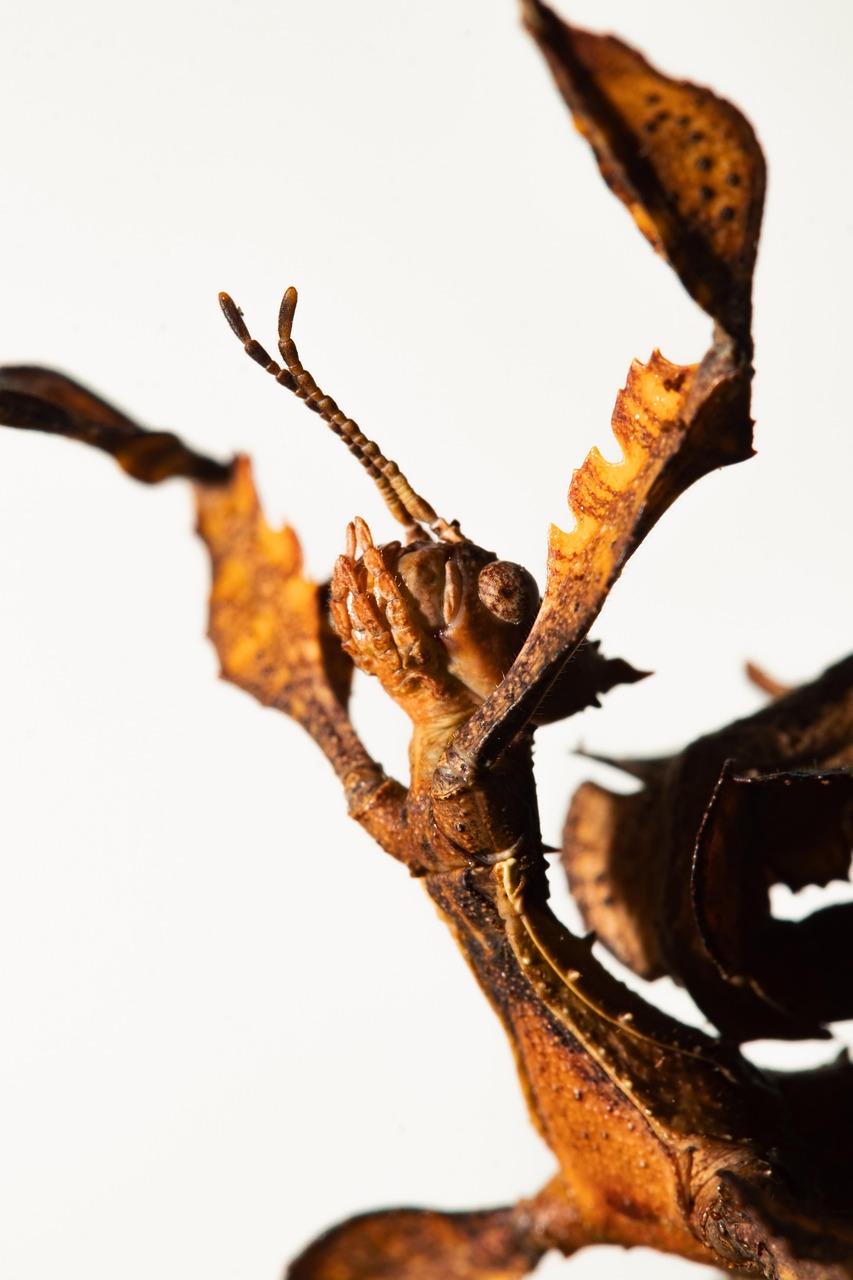 引越しの一括見積もりには勧誘がある？