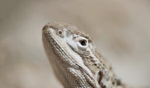 引越しで即決割引は本当にあるか？
